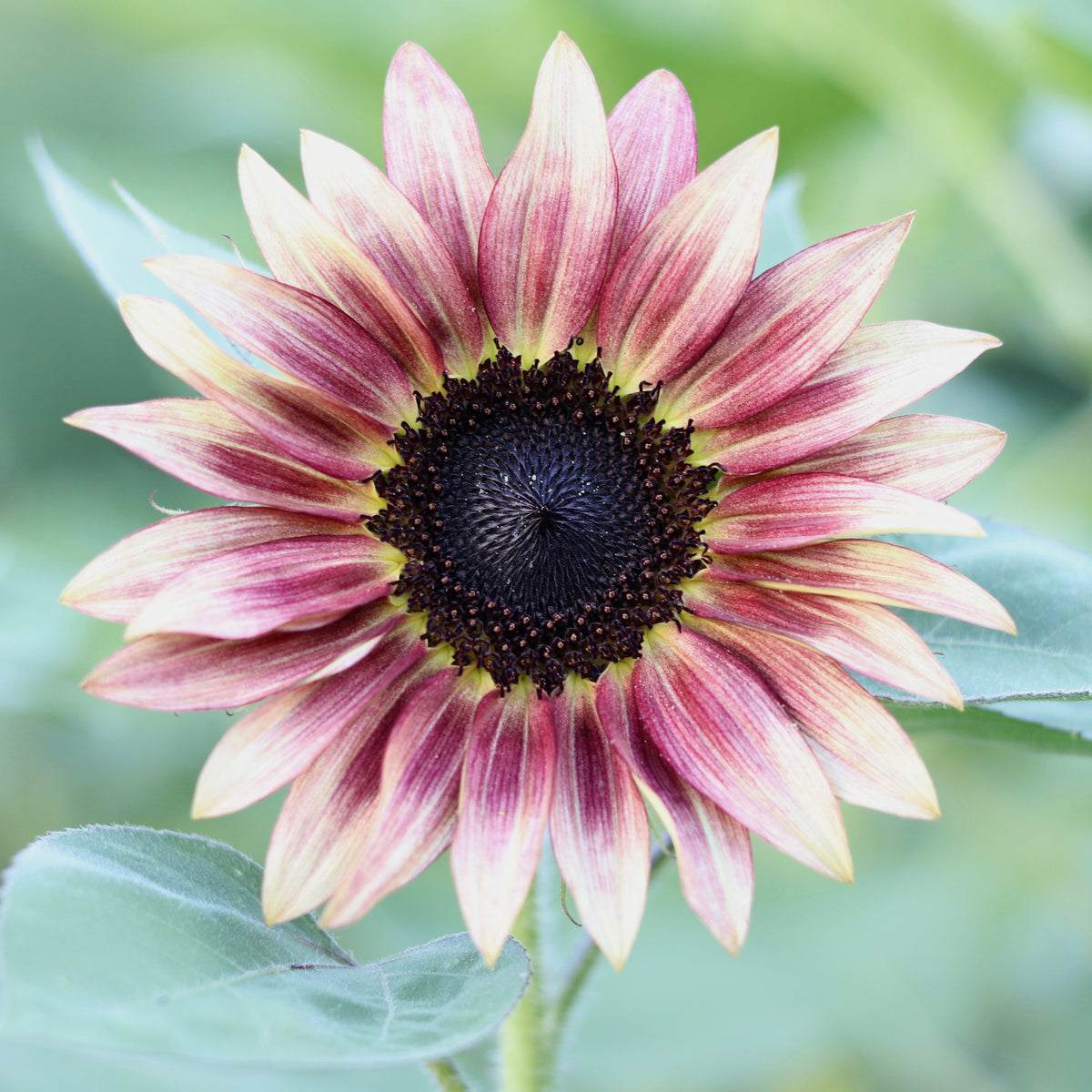 Sunflower 'Ruby Eclipse' – ANTONIO VALENTE FLOWERS