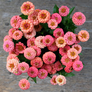 Zinnia 'Oklahoma Salmon'