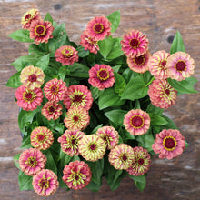 Load image into Gallery viewer, Zinnia &#39;Queen Lime Red&#39;