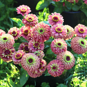 Zinnia 'Queen Lime Red'