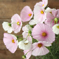 Cosmos 'Cupcake Blush'