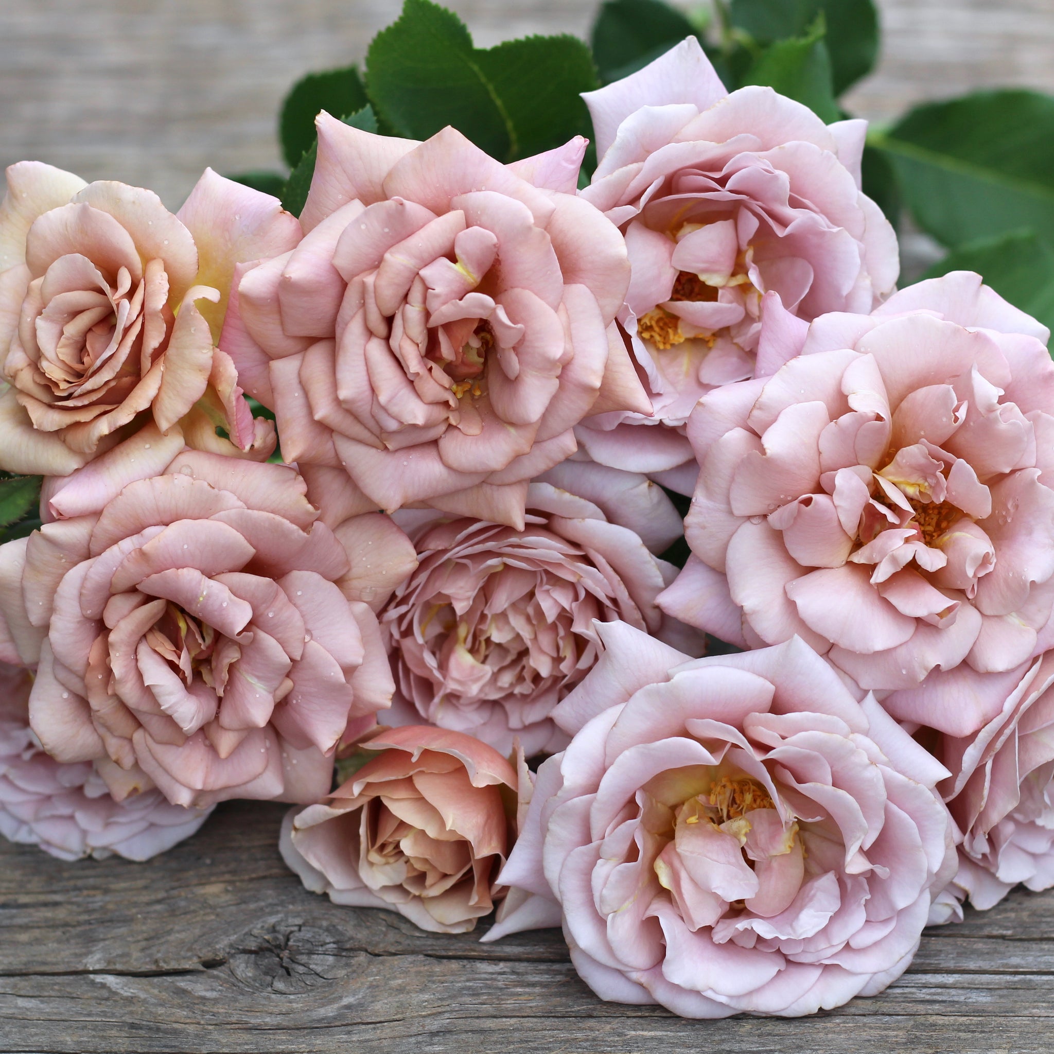 GARDEN ROSE COLLECTION – ANTONIO VALENTE FLOWERS