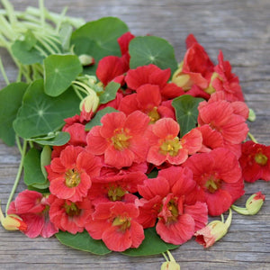 Nasturtium 'Cherry Rose'