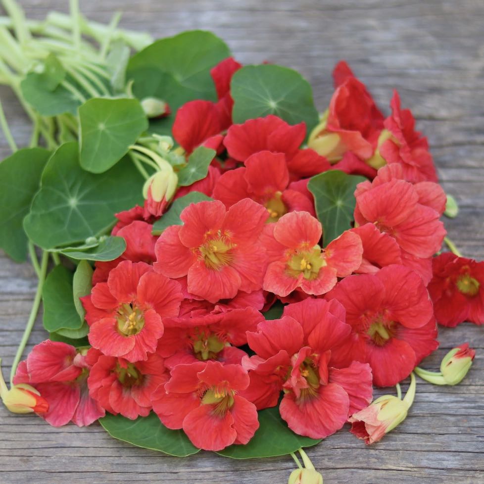 cherry rose jewel nasturtium seeds Nasturtium 'Cherry Rose' – ANTONIO VALENTE FLOWERS