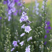 Load image into Gallery viewer, Larkspur &#39;Light Blue&#39;