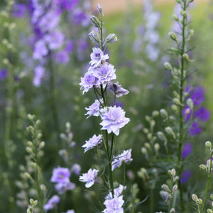 Larkspur 'Light Blue'