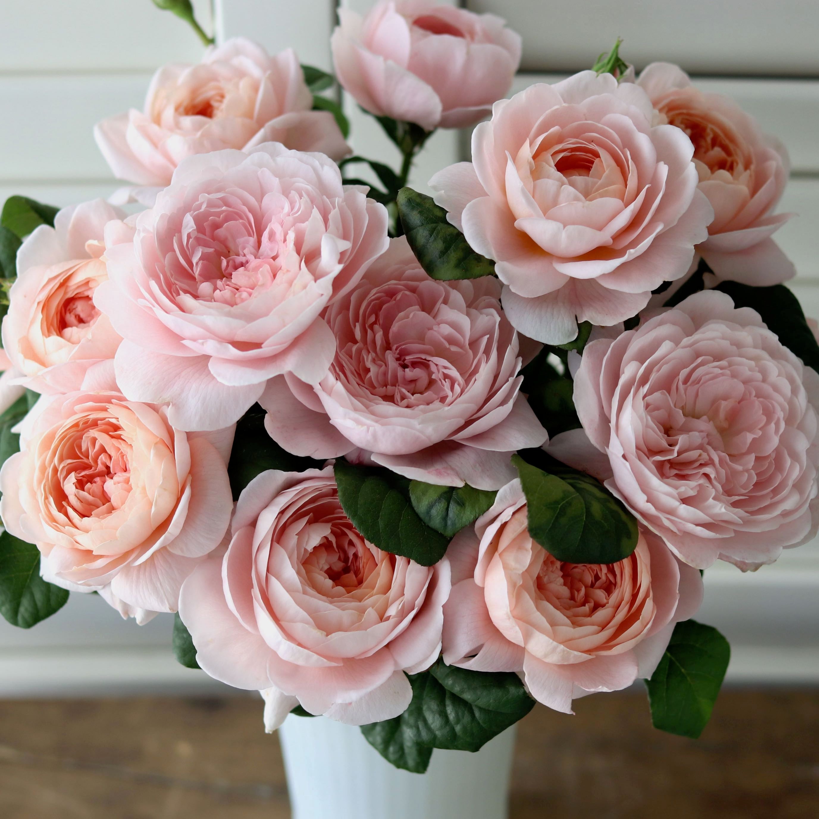 queen of sweden rose seeds Rosa 'Queen of Sweden' – ANTONIO VALENTE FLOWERS