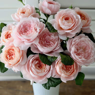 Rosa 'Queen of Sweden'