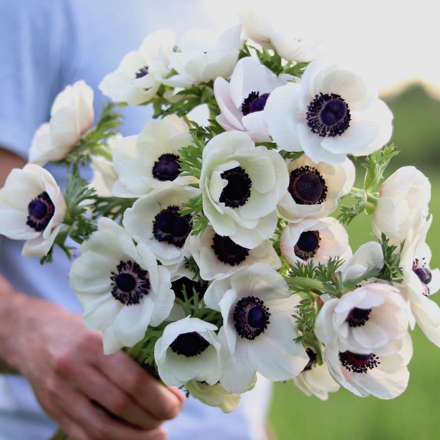anemone 'bianco centro nero' – antonio valente flowers