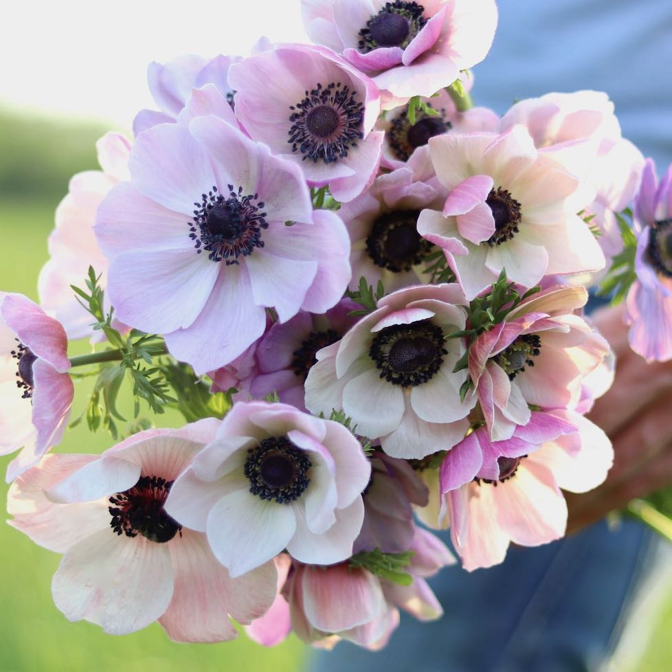 ITALIAN ANEMONES – ANTONIO VALENTE FLOWERS