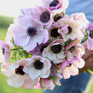Anemone