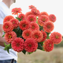Load image into Gallery viewer, Zinnia &#39;Benary&#39;s Giant Salmon Rose&#39;