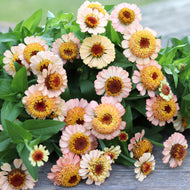 Zinnia 'Zinderella Peach'