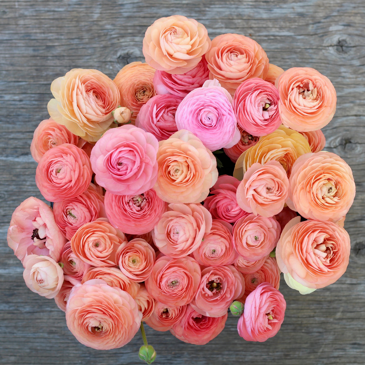 Italian Ranunculus ‘Salmone’ – ANTONIO VALENTE FLOWERS