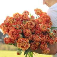 tulip bulbs