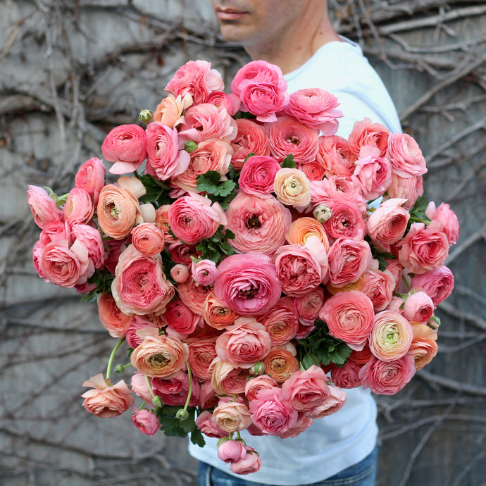 Italian Ranunculus Milka ITALIAN RANUNCULUS – ANTONIO VALENTE FLOWERS