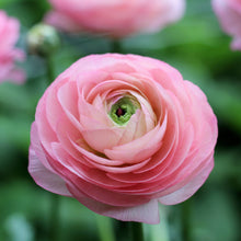 Load image into Gallery viewer, ranunculus