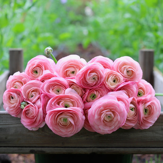 ranunculus