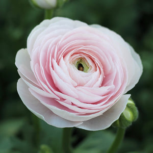 ranunculus