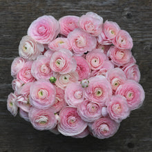 Load image into Gallery viewer, ranunculus