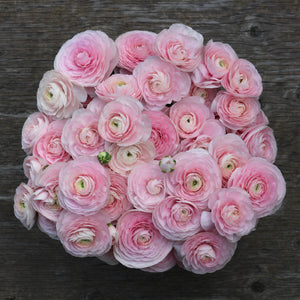 ranunculus