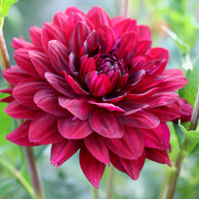Load image into Gallery viewer, dahlia