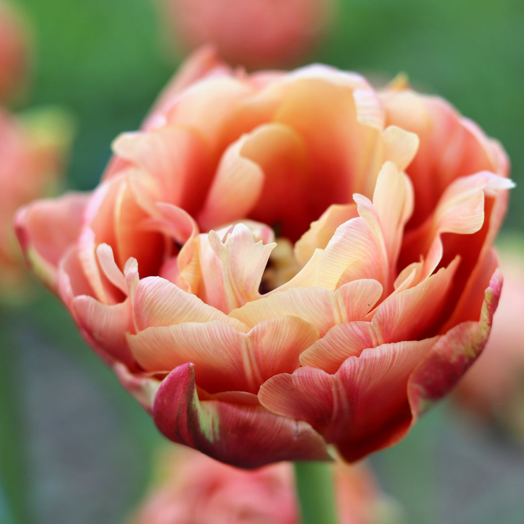 tulip bulbs