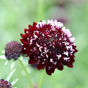 Pincushion Flower 'Black Knight'
