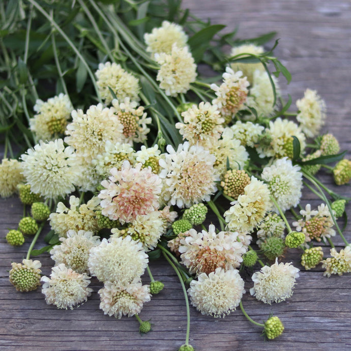 Pincushion Flower 'Fata Morgana'