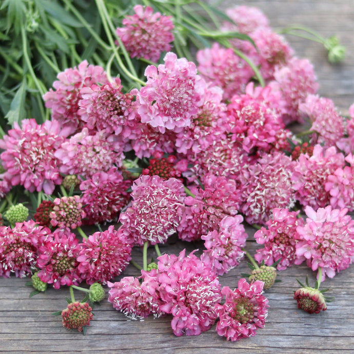 Pincushion Flower 'Salmon Rose'