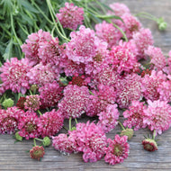 Pincushion Flower 'Salmon Rose'