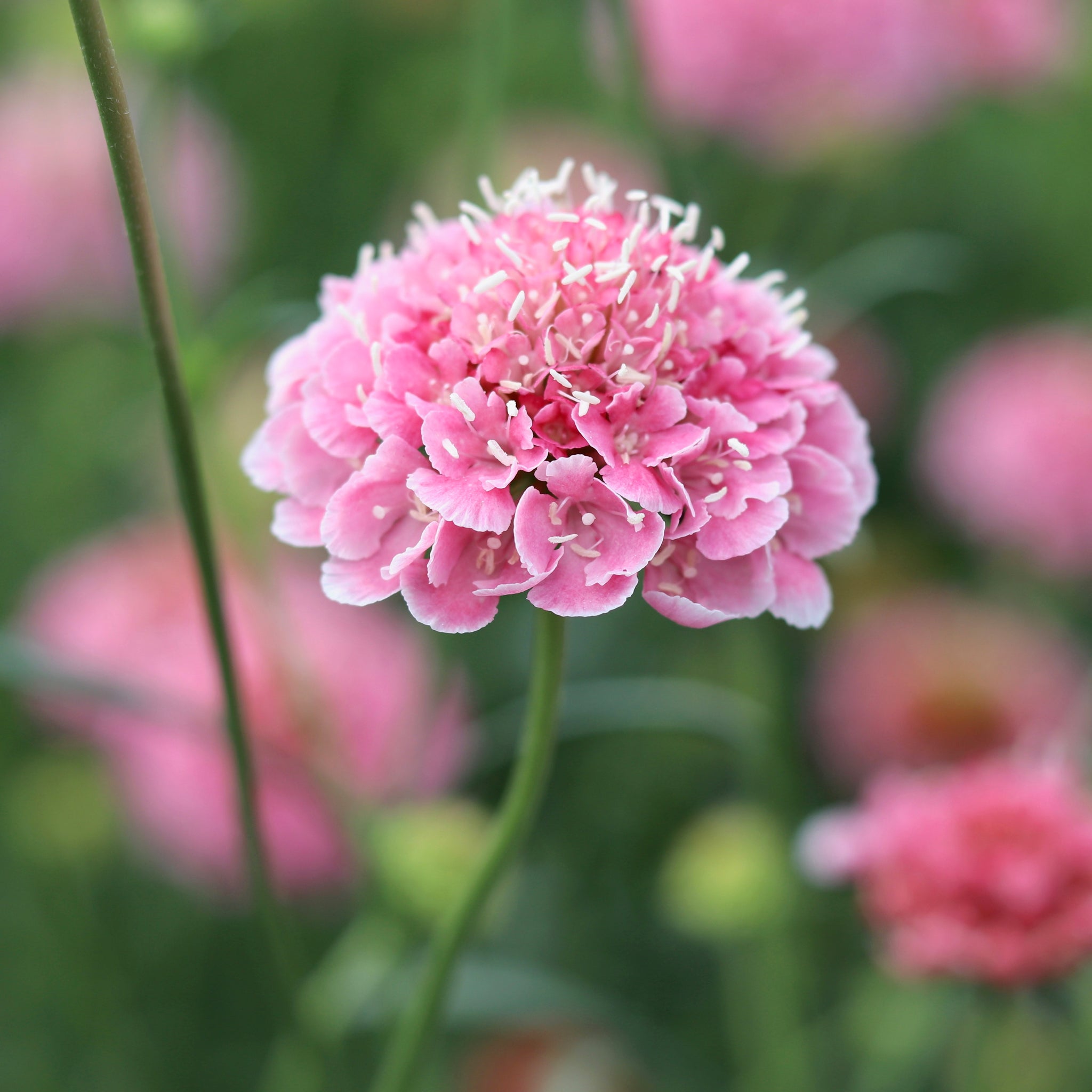 Flower Wrist Pincushion Pink Asian Tea Rose Pin Cushion 