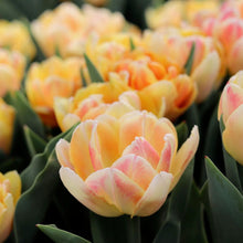 Load image into Gallery viewer, tulip bulbs
