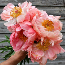 Load image into Gallery viewer, peony