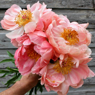 peony
