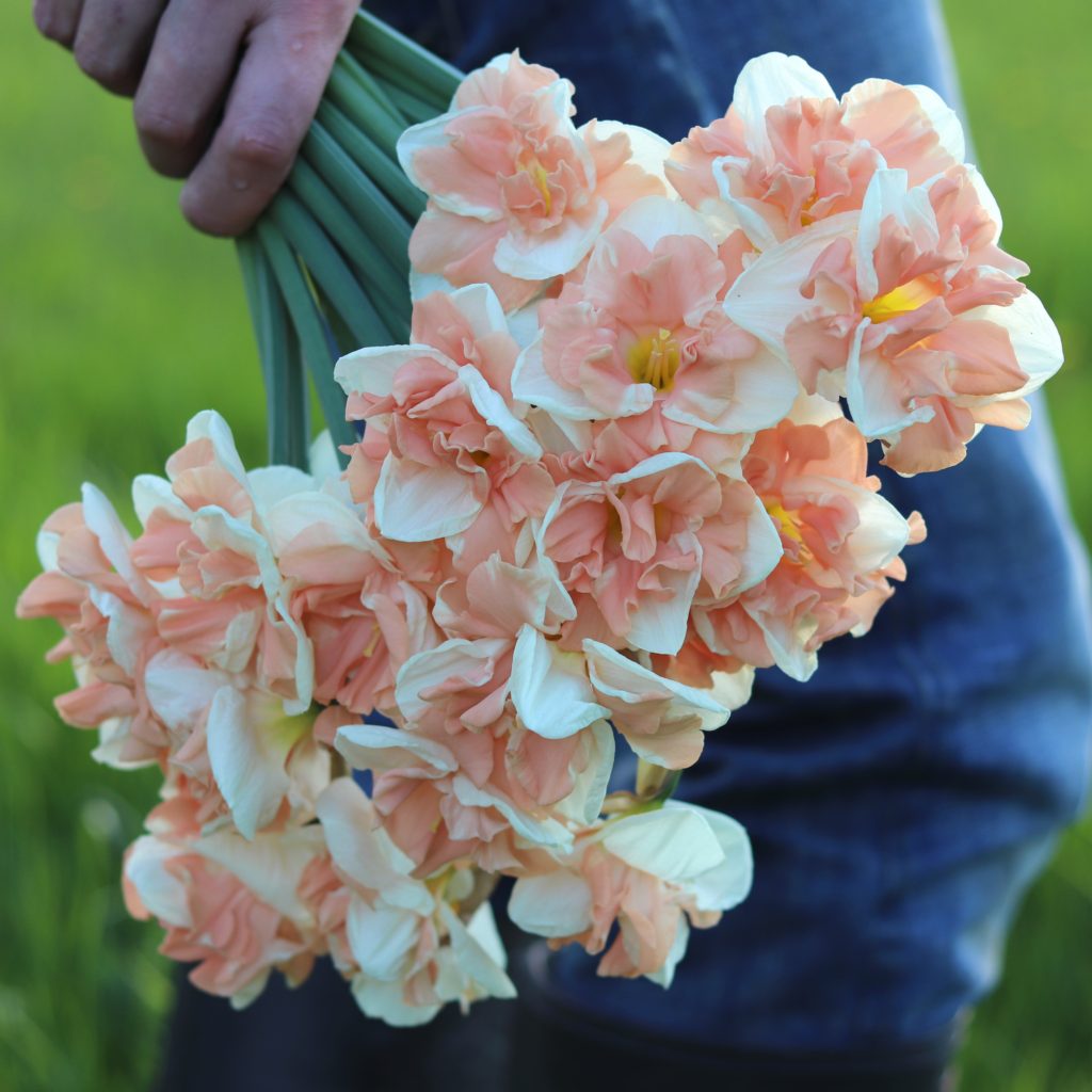NARCISSUS COLLECTION – ANTONIO VALENTE FLOWERS