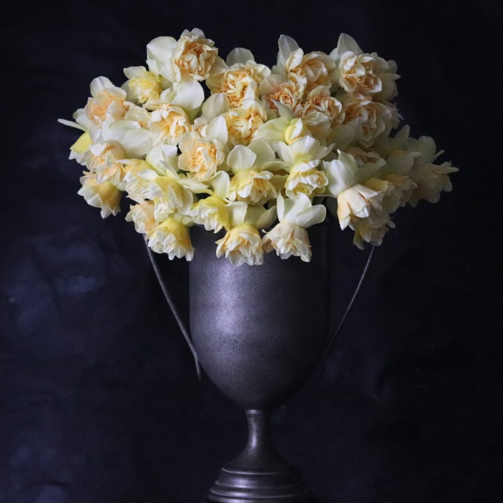 Narcissus ‘Art Design’ – ANTONIO VALENTE FLOWERS