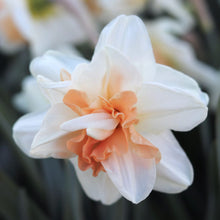 Load image into Gallery viewer, daffodil bulbs
