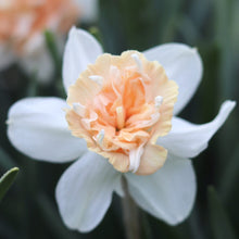 Load image into Gallery viewer, daffodil bulbs