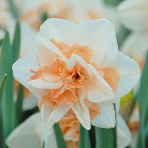 Narcissus 'Replete'